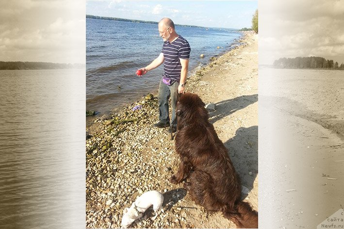 Фото: ньюфаундленд Vereskovyj Mjod s Berega Dona (Вересковый Мёд с Берега Дона)