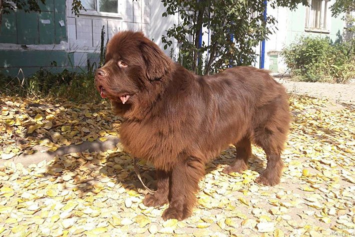 Фото: ньюфаундленд Vereskovyj Mjod s Berega Dona (Вересковый Мёд с Берега Дона)