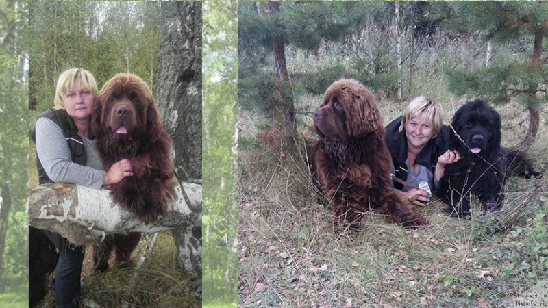 Фото: ньюфаундленд Vashe Blagorodie s Berega Dona (Ваше Благородие с Берега Дона)