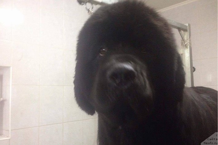 Фото: ньюфаундленд Vpered Zovuschaya s Berega Dona (Вперед Зовущая с Берега Дона)