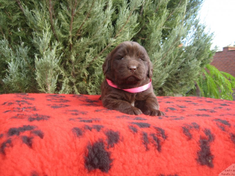 Фото: щенок