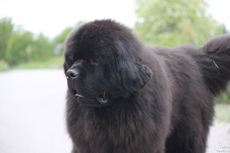 Фото: ньюфаундленд Zhorzh s Berega Dona (Жорж с Берега Дона)