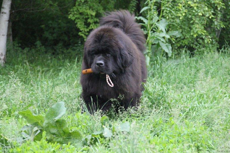Фото: ньюфаундленд Zhorzh s Berega Dona (Жорж с Берега Дона)