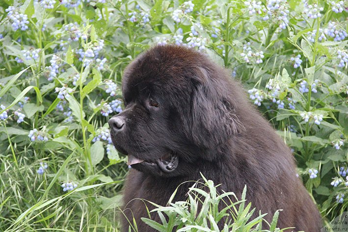 Фото: ньюфаундленд Zhorzh s Berega Dona (Жорж с Берега Дона)