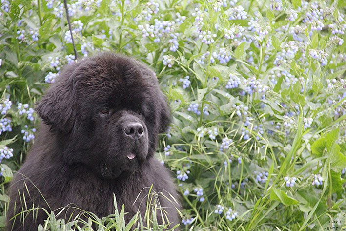 Фото: ньюфаундленд Zhorzh s Berega Dona (Жорж с Берега Дона)