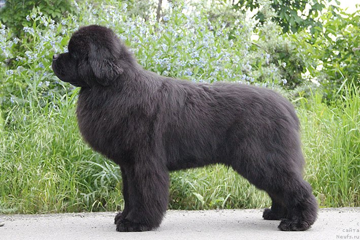 Фото: ньюфаундленд Zhorzh s Berega Dona (Жорж с Берега Дона)