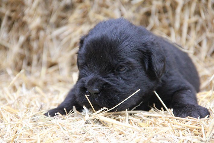 Фотография № 230695