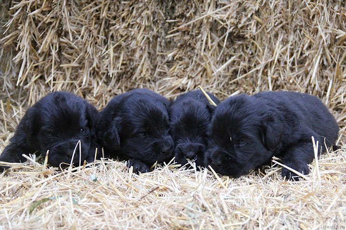 Фотография № 230699