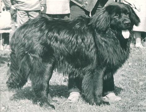 Фото: ньюфаундленд Z Baron Maconi (З Барон Мацони)