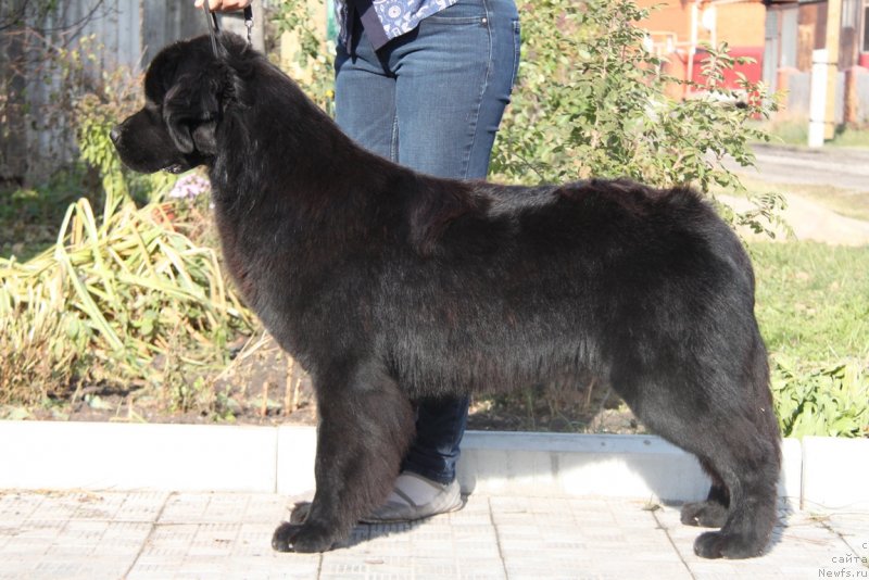 Фото: ньюфаундленд Akvian Song Tess (Аквиан Сонг Тесс)