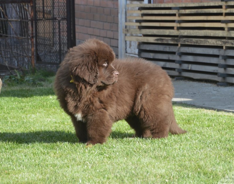 Фотография № 230706