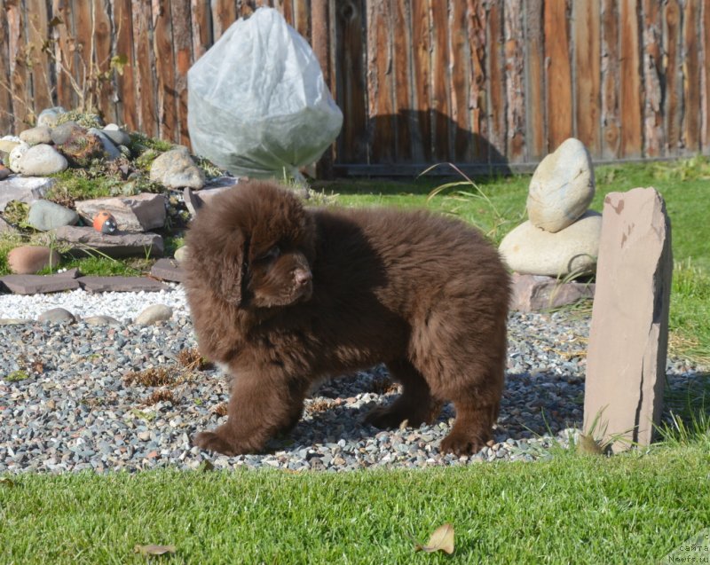 Фотография № 230707