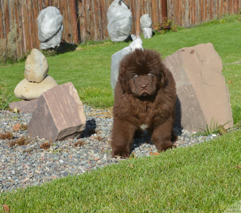 Фотография № 230709