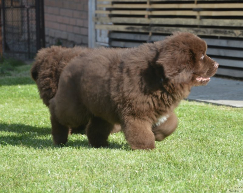 Фото: ньюфаундленд S'Nezhnaya Vjuga Grand Style (С'Нежная Вьюга Гранд Стайл)