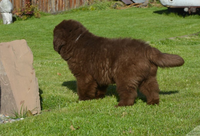 Фотография № 230713