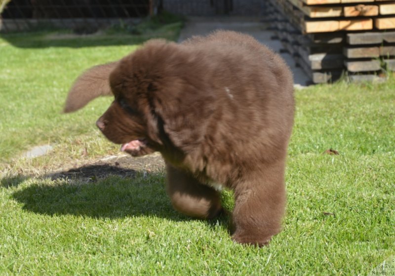 Фотография № 230715