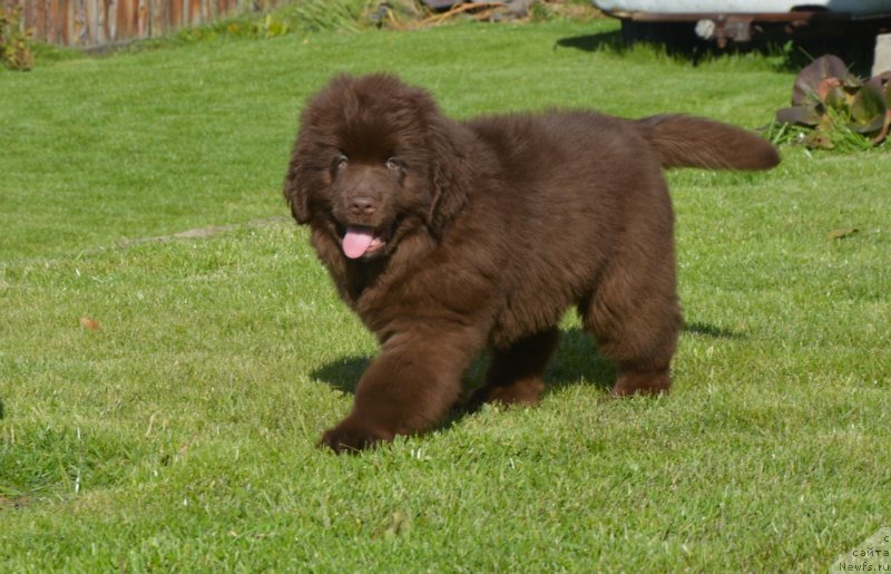 Фото: ньюфаундленд S'Nezhnaya Vjuga Grand Style (С'Нежная Вьюга Гранд Стайл)