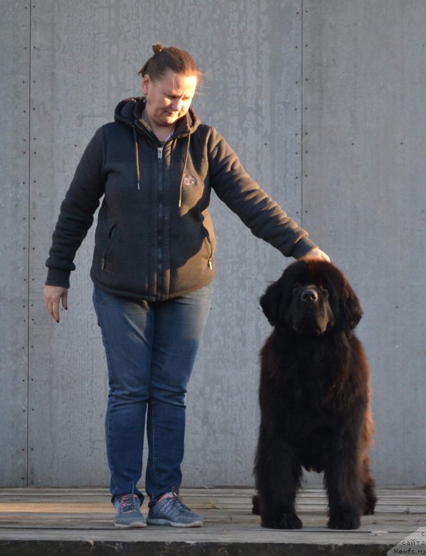 Фото: ньюфаундленд Akvatoriya Kelvin Diskaveri (Акватория Келвин Дискавери)