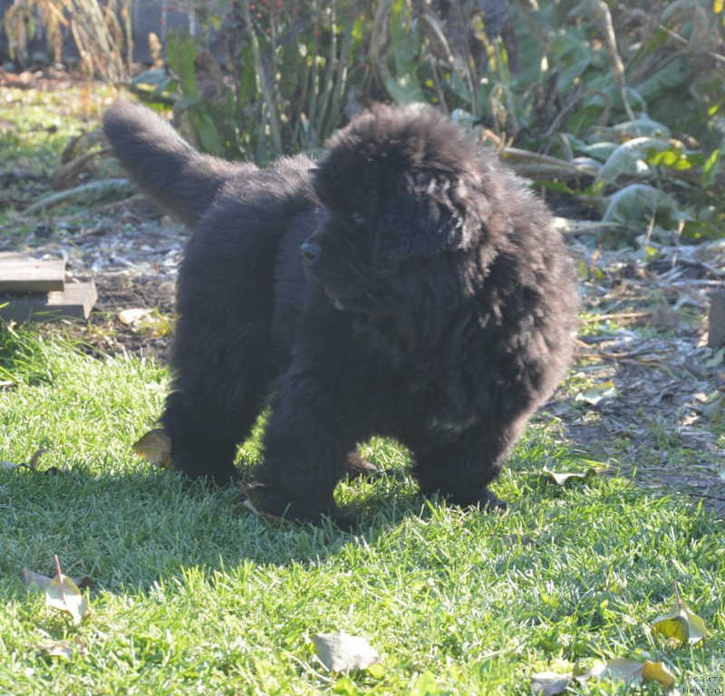 Фотография № 230726