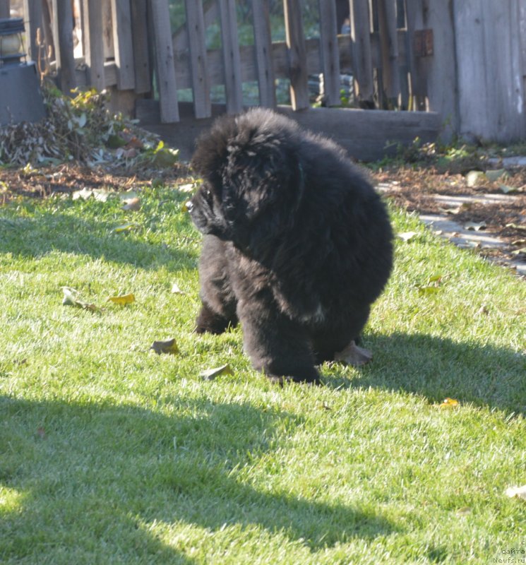 Фотография № 230728