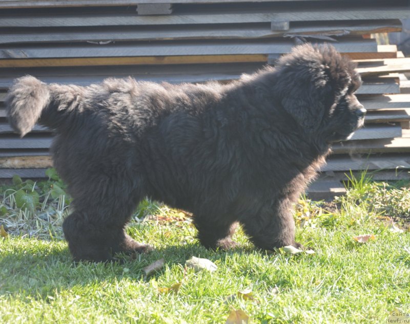 Фотография № 230729