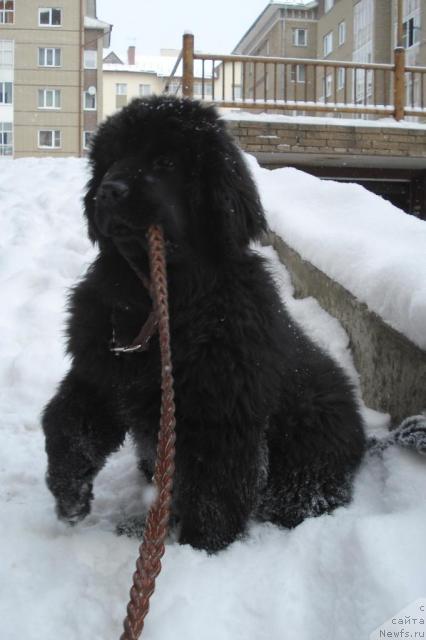 Фото: ньюфаундленд Pchyolkin Dom Vesenniy Val's (Пчёлкин Дом Весенний Вальс)