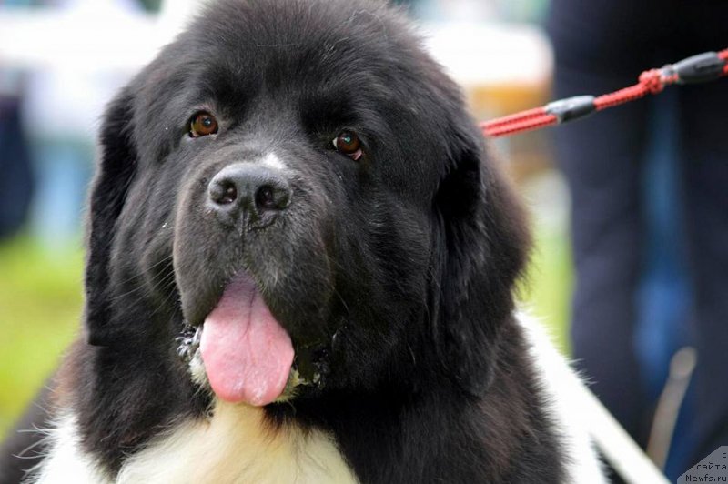 Фото: ньюфаундленд Gordon Ing'l Perikl'z from Rashn Bear (Гордон Инг'л Перикльз фром Рашн Беар)