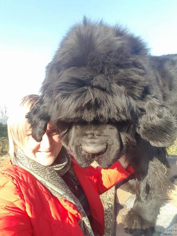 Фото: ньюфаундленд YEl'brus iz Antagrada (Эльбрус из Антаграда)