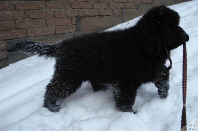Фото: ньюфаундленд Pchyolkin Dom Vesenniy Val's (Пчёлкин Дом Весенний Вальс)
