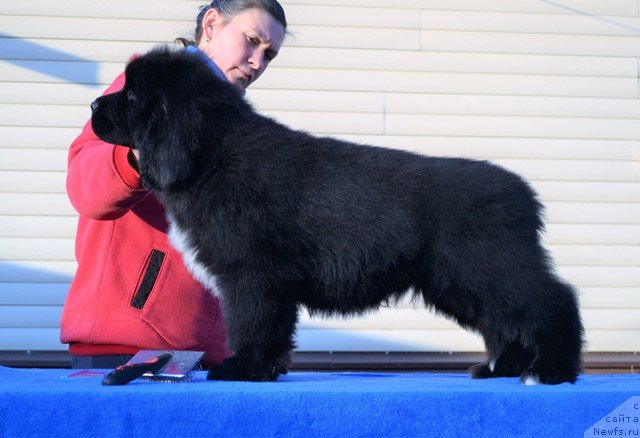 Фото: ньюфаундленд Aquatoriya Kelvin Rise After Me (Акватория Келвин Райз Афтэ Ми), ньюфаундленд Akvatoriya Kelvin Diskaveri (Акватория Келвин Дискавери)