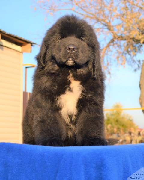 Фото: ньюфаундленд Aquatoriya Kelvin Rise After Me (Акватория Келвин Райз Афтэ Ми), ньюфаундленд Akvatoriya Kelvin Diskaveri (Акватория Келвин Дискавери)