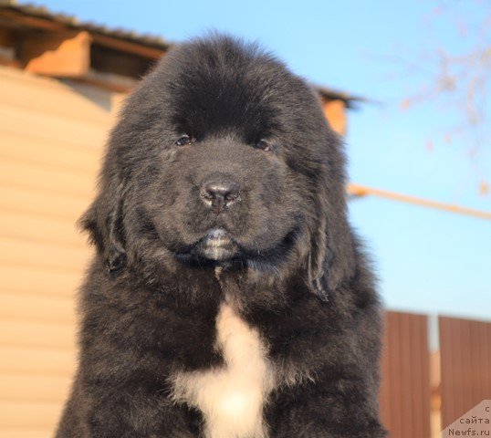 Фото: ньюфаундленд Aquatoriya Kelvin Rise After Me (Акватория Келвин Райз Афтэ Ми), ньюфаундленд Akvatoriya Kelvin Diskaveri (Акватория Келвин Дискавери)