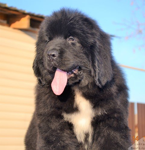 Фото: ньюфаундленд Aquatoriya Kelvin Rise After Me (Акватория Келвин Райз Афтэ Ми), ньюфаундленд Akvatoriya Kelvin Diskaveri (Акватория Келвин Дискавери)