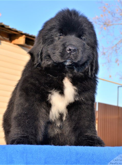 Фото: ньюфаундленд Aquatoriya Kelvin Rise After Me (Акватория Келвин Райз Афтэ Ми), ньюфаундленд Akvatoriya Kelvin Diskaveri (Акватория Келвин Дискавери)