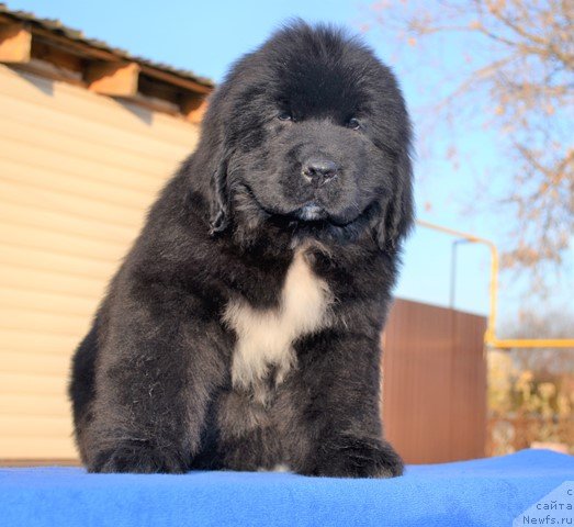 Фото: ньюфаундленд Aquatoriya Kelvin Rise After Me (Акватория Келвин Райз Афтэ Ми), ньюфаундленд Akvatoriya Kelvin Diskaveri (Акватория Келвин Дискавери)