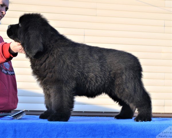 Фото: ньюфаундленд Aquatoriya Kelvin Rise After Me (Акватория Келвин Райз Афтэ Ми), ньюфаундленд Akvatoriya Kelvin Diskaveri (Акватория Келвин Дискавери)