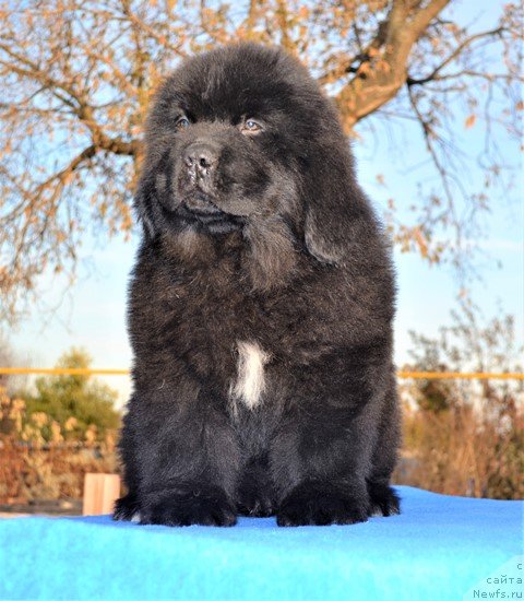 Фото: ньюфаундленд Aquatoriya Kelvin Rise After Me (Акватория Келвин Райз Афтэ Ми), ньюфаундленд Akvatoriya Kelvin Diskaveri (Акватория Келвин Дискавери)