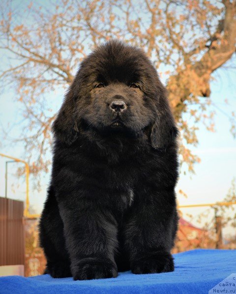 Фото: ньюфаундленд Aquatoriya Kelvin Rise After Me (Акватория Келвин Райз Афтэ Ми), ньюфаундленд Akvatoriya Kelvin Diskaveri (Акватория Келвин Дискавери)