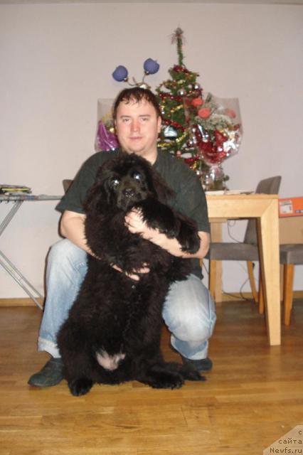 Фото: ньюфаундленд Pchyolkin Dom Vesenniy Val's (Пчёлкин Дом Весенний Вальс), Сергей