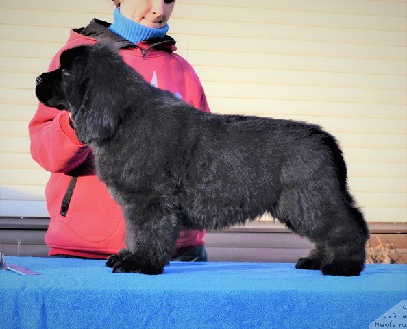 Фото: ньюфаундленд Aquatoriya Kelvin Rise After Me (Акватория Келвин Райз Афтэ Ми), ньюфаундленд Akvatoriya Kelvin Diskaveri (Акватория Келвин Дискавери)