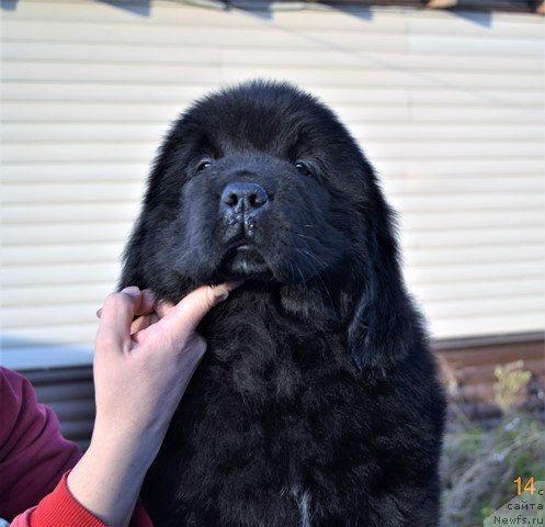 Фото: ньюфаундленд Aquatoriya Kelvin Rise After Me (Акватория Келвин Райз Афтэ Ми), ньюфаундленд Akvatoriya Kelvin Diskaveri (Акватория Келвин Дискавери)