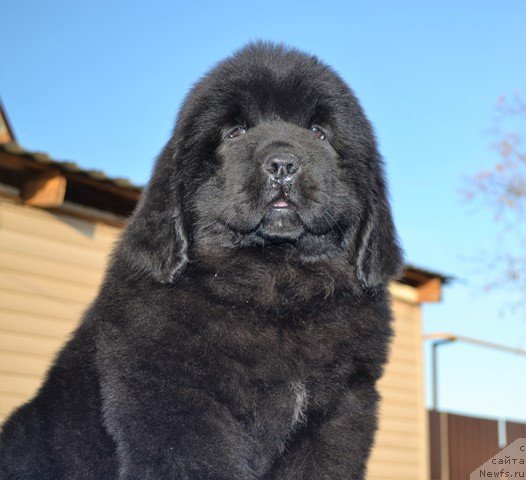 Фото: ньюфаундленд Aquatoriya Kelvin Rise After Me (Акватория Келвин Райз Афтэ Ми), ньюфаундленд Akvatoriya Kelvin Diskaveri (Акватория Келвин Дискавери)