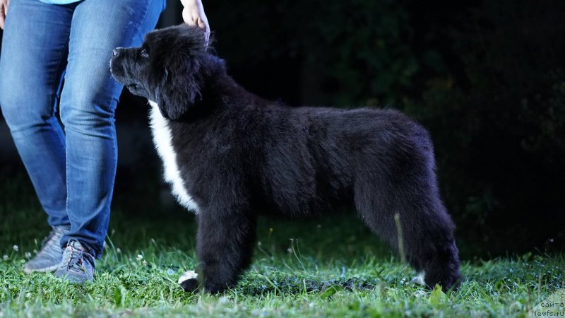 Фото: ньюфаундленд Beguschaya po Volnam Frozen Beauty (Бегущая по Волнам Фрозен Веату), ньюфаундленд Aquatoriya Kelvin Rise After Me (Акватория Келвин Райз Афтэ Ми)