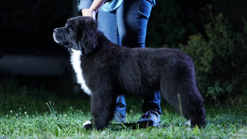 Фото: ньюфаундленд Beguschaya po Volnam Frozen Beauty (Бегущая по Волнам Фрозен Веату), ньюфаундленд Aquatoriya Kelvin Rise After Me (Акватория Келвин Райз Афтэ Ми)