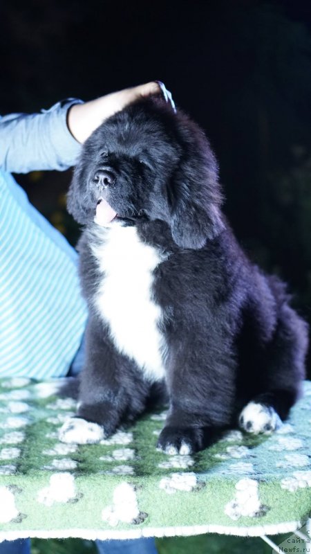 Фото: ньюфаундленд Beguschaya po Volnam Frozen Beauty (Бегущая по Волнам Фрозен Веату), ньюфаундленд Aquatoriya Kelvin Rise After Me (Акватория Келвин Райз Афтэ Ми)