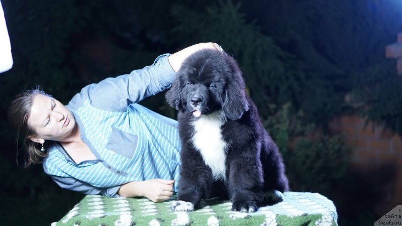 Фото: ньюфаундленд Beguschaya po Volnam Frozen Beauty (Бегущая по Волнам Фрозен Веату), ньюфаундленд Aquatoriya Kelvin Rise After Me (Акватория Келвин Райз Афтэ Ми)