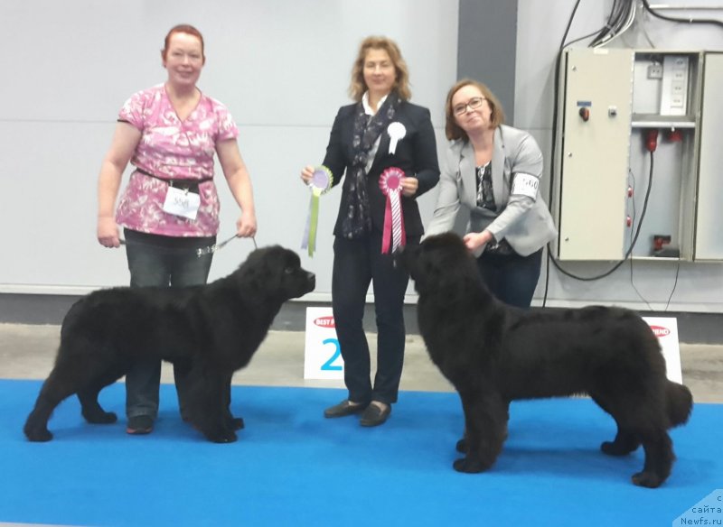 Фото: ньюфаундленд Akvatoriya Kelvin Liga CHempionov (Акватория Келвин Лига Чемпионов)