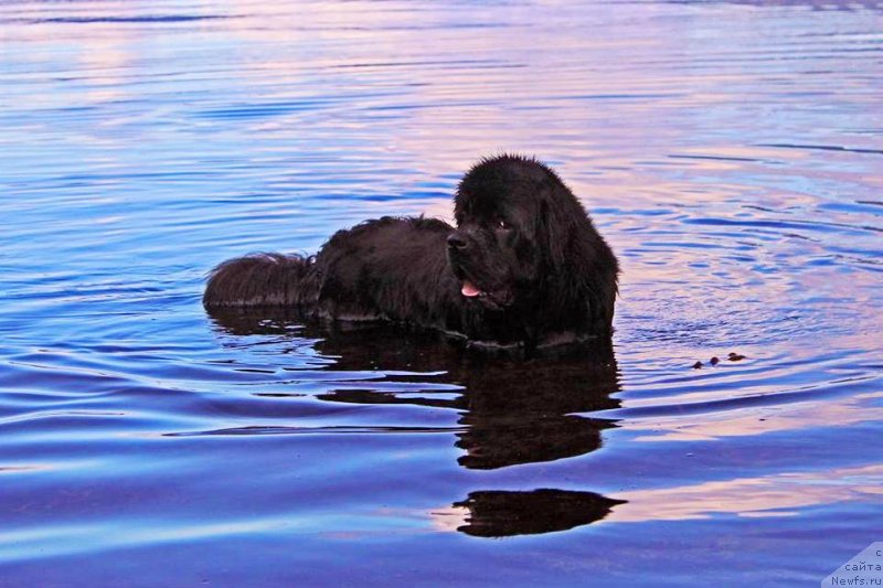 Фото: ньюфаундленд Chernaya Mafia Аngel Among Us (Черная Мафия Ангел Амонг Ус)