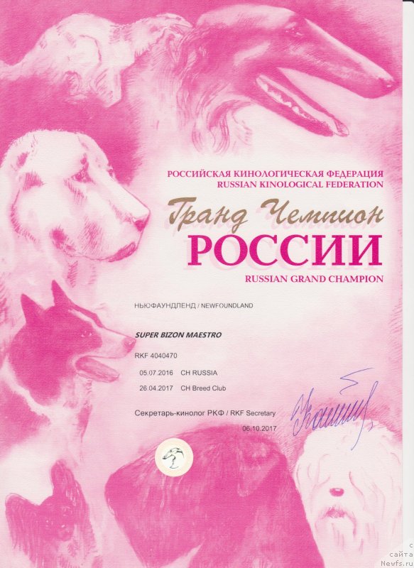 Фото: ньюфаундленд Super Bizon Maestro (Супер Бизон Маэстро)