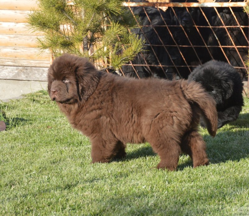 Фотография № 230789